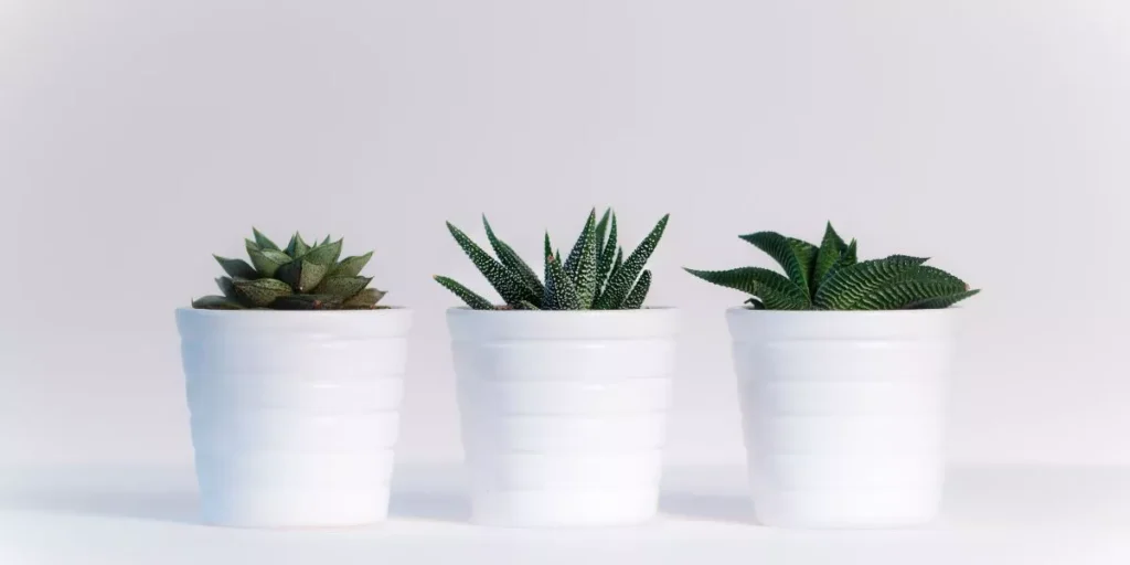 What Are the Best Indoor Plants for Low Light Conditions? What Are the Best Indoor Plants for Low Light Conditions?