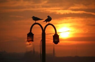 How Do Heated Perches Help Birds in Cold Weather?
