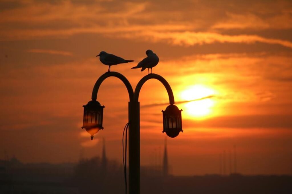 How Do Heated Perches Help Birds in Cold Weather? How Do Heated Perches Help Birds in Cold Weather?