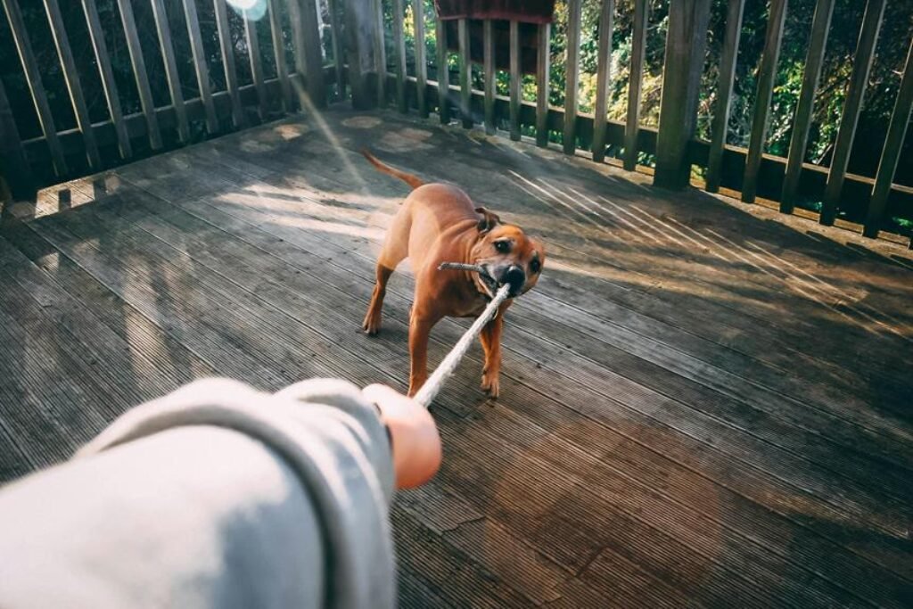 What Are the Must-Have Essentials for a New Dog?