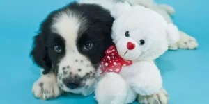 What Are the Best Small Animal Products for First-Time Pet Owners?