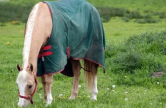 Horse Blankets: A Seasonal Buying Guide