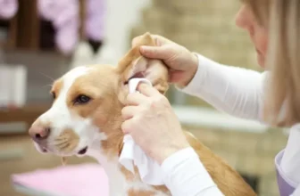 What Are the Best Tips for Keeping Your Pet’s Ears Clean and Healthy?