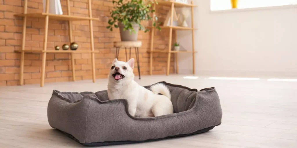 Choosing the Right Bedding for Your Exotic Pet’s Comfort Choosing the Right Bedding for Your Exotic Pet’s Comfort