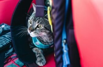 What Are the Best Outdoor Pet Gear Options for Hiking and Camping?