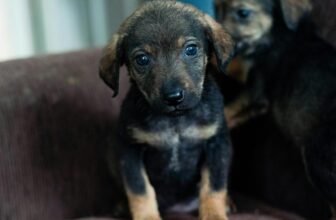 Preventing Common Pet Illnesses and Diseases