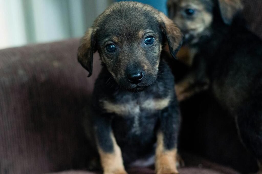 Preventing Common Pet Illnesses and Diseases