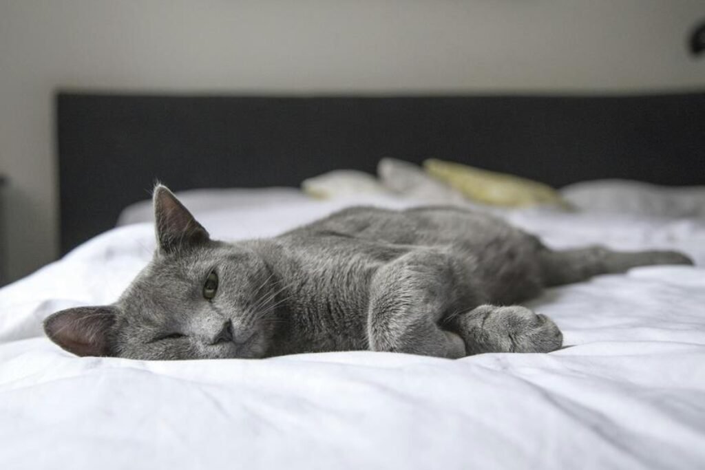 What Is the Best Way to Prevent Cats From Destroying Furniture?
