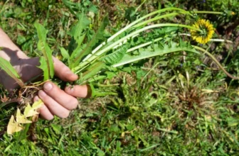 How Do I Prevent Weeds From Taking Over My Garden?