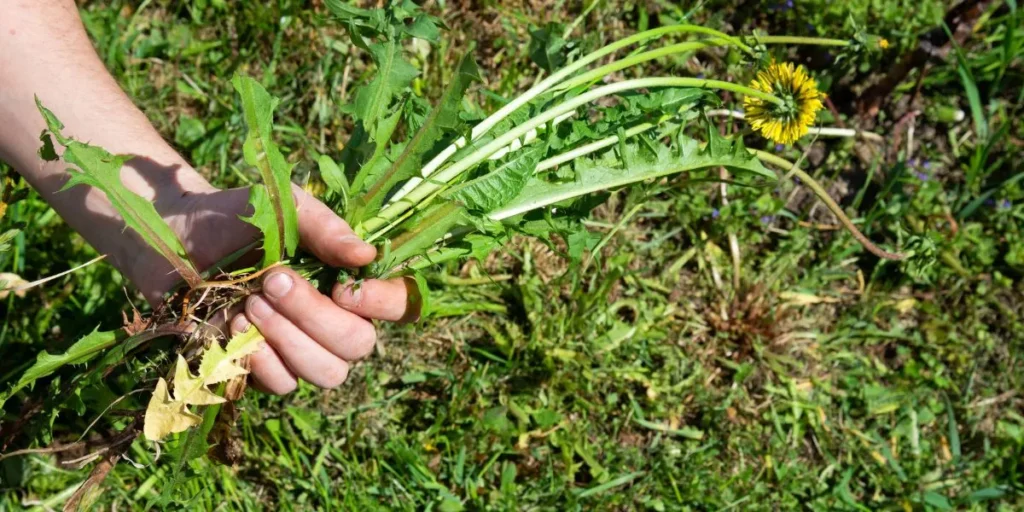 How Do I Prevent Weeds From Taking Over My Garden?