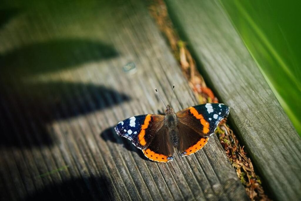 How to Create a Wildlife-Friendly Garden How to Create a Wildlife-Friendly Garden