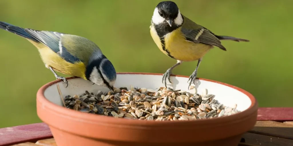 A Beginner’s Guide to Bird Feeding Essentials A Beginner’s Guide to Bird Feeding Essentials