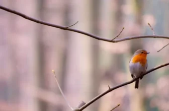 What Are the Benefits of Using Bird Harnesses for Outdoor Adventures?