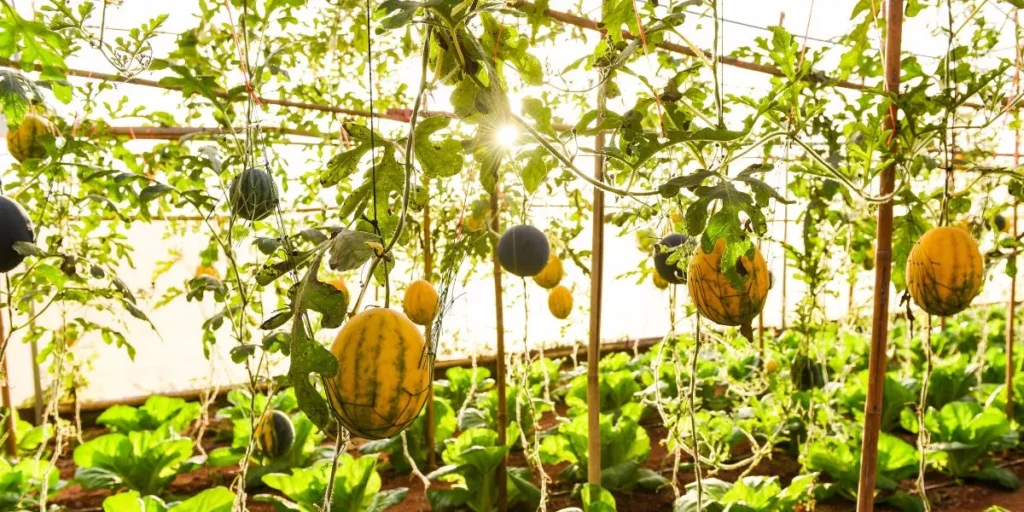 What Vegetables Grow Best in Cold Weather? What Vegetables Grow Best in Cold Weather?
