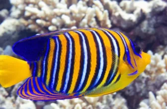 What Are the Best Heaters for Tropical Fish Aquariums?