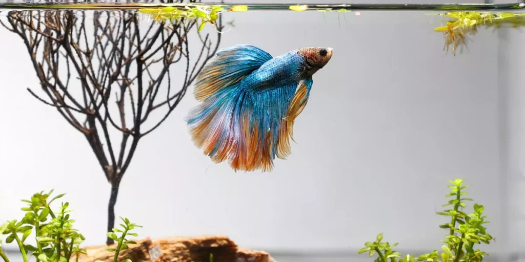 Setting Up a Betta Fish Tank: Supplies Checklist