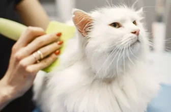 Why Do Cats Need Grooming Supplies Even if They Groom Themselves?
