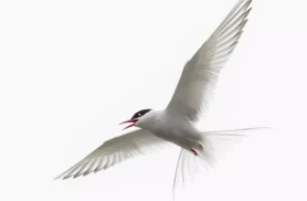 Why Are Full-Spectrum Lights Important for Bird Health?
