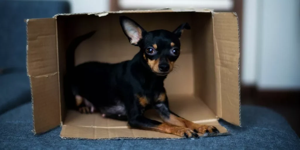 How Can You Make Your Pet’s Habitat More Natural and Stimulating? How Can You Make Your Pet’s Habitat More Natural and Stimulating?