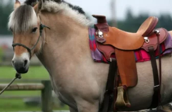 How Do You Prevent Saddle Sores in Horses?