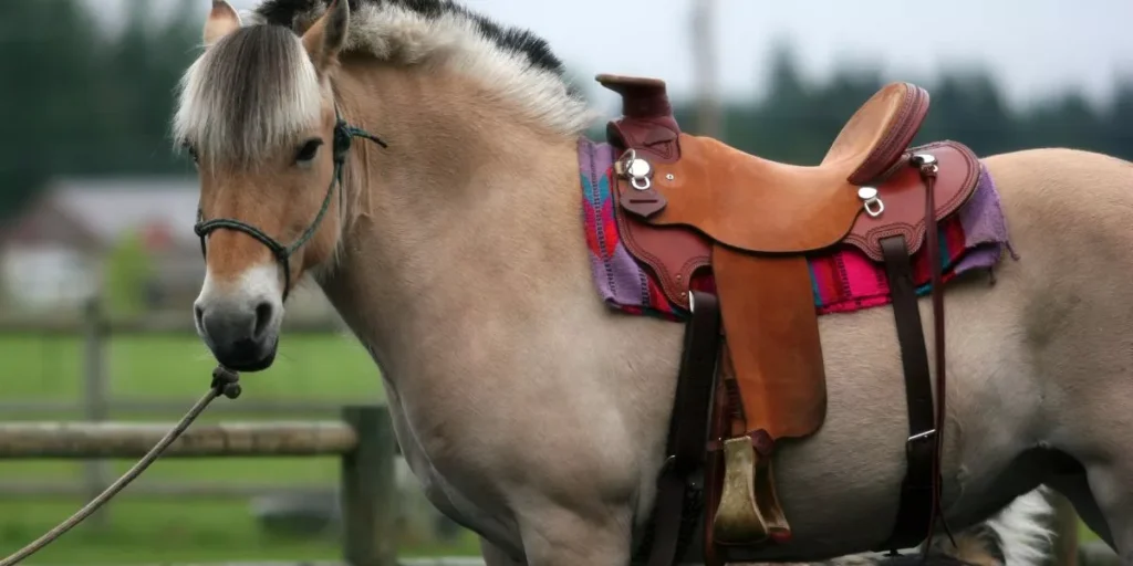 How Do You Prevent Saddle Sores in Horses?
