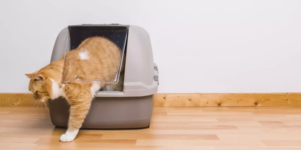 How Can Smart Litter Boxes Make Pet Care More Convenient? How Can Smart Litter Boxes Make Pet Care More Convenient?