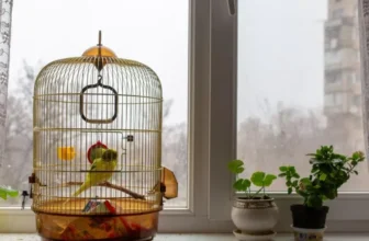 Tips for Transitioning Birds to a New Cage