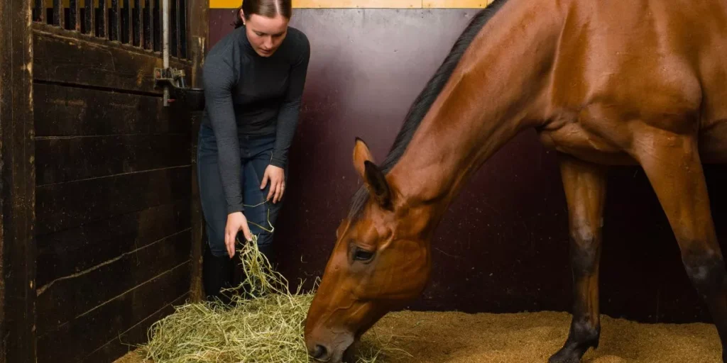What Types of Feed Are Best for Horses With Special Dietary Needs?