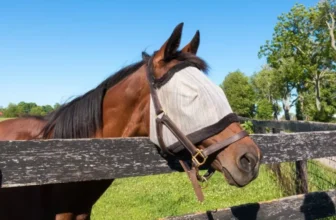 What Are the Benefits of Using Fly Masks and Sheets for Horses?