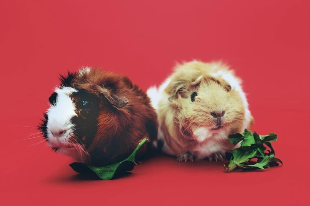 Setting Up an Enriching Environment for Your Small Pets Setting Up an Enriching Environment for Your Small Pets